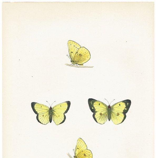 󥭥祦 SCARCE CLOUDED YELLOW ĳХե饤  ꥹ ƥ ǲ 1908ǯ 1009