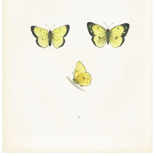 󥭥祦 SCARCE CLOUDED YELLOW ĳХե饤  ꥹ ƥ ǲ 1908ǯ 1009