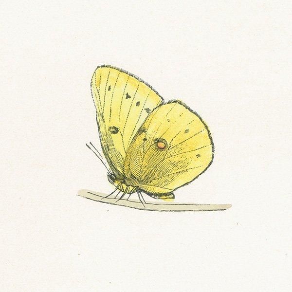 󥭥祦 SCARCE CLOUDED YELLOW ĳХե饤  ꥹ ƥ ǲ 1908ǯ 1009
