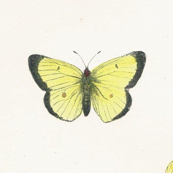󥭥祦 SCARCE CLOUDED YELLOW ĳХե饤  ꥹ ƥ ǲ 1908ǯ 1009