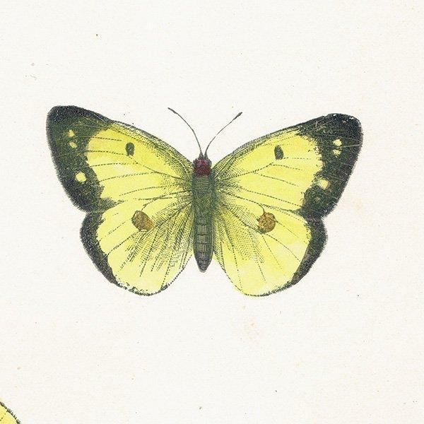 󥭥祦 SCARCE CLOUDED YELLOW ĳХե饤  ꥹ ƥ ǲ 1908ǯ 1009