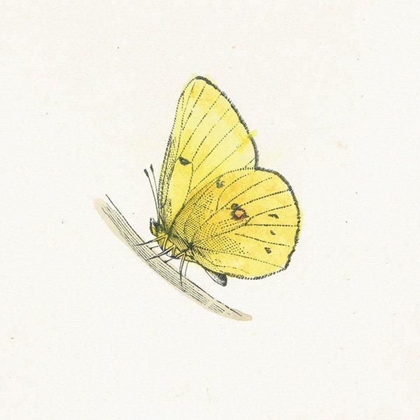 󥭥祦 SCARCE CLOUDED YELLOW ĳХե饤  ꥹ ƥ ǲ 1908ǯ 1009