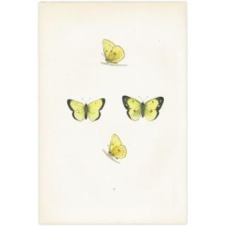 󥭥祦 SCARCE CLOUDED YELLOW ĳХե饤  ꥹ ƥ ǲ 1908ǯ 1009