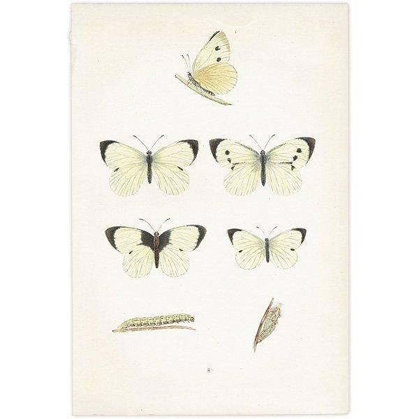 󥷥祦 LARGE WHITE ĳХե饤  ꥹ ƥ ǲ 1908ǯ 1010