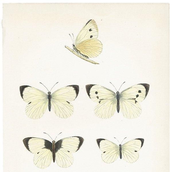 󥷥祦 LARGE WHITE ĳХե饤  ꥹ ƥ ǲ 1908ǯ 1010