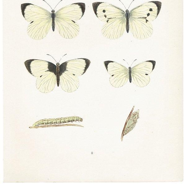 󥷥祦 LARGE WHITE ĳХե饤  ꥹ ƥ ǲ 1908ǯ 1010