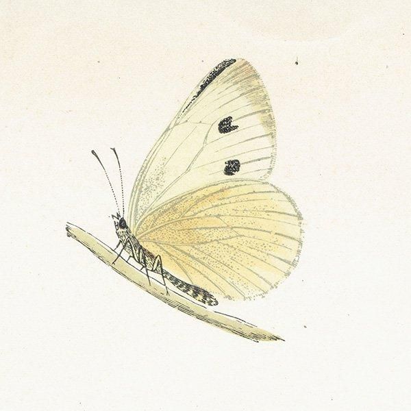 󥷥祦 LARGE WHITE ĳХե饤  ꥹ ƥ ǲ 1908ǯ 1010