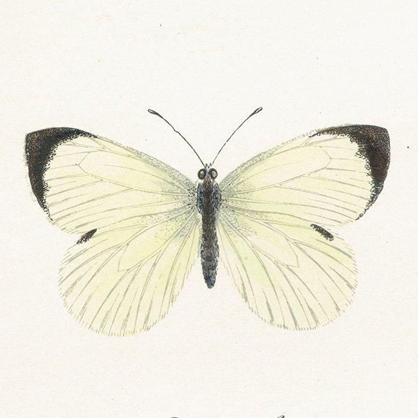 󥷥祦 LARGE WHITE ĳХե饤  ꥹ ƥ ǲ 1908ǯ 1010