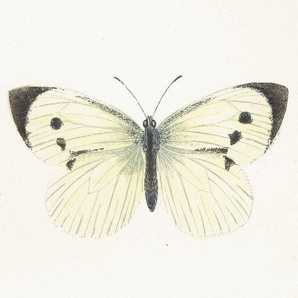 󥷥祦 LARGE WHITE ĳХե饤  ꥹ ƥ ǲ 1908ǯ 1010