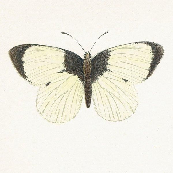 󥷥祦 LARGE WHITE ĳХե饤  ꥹ ƥ ǲ 1908ǯ 1010
