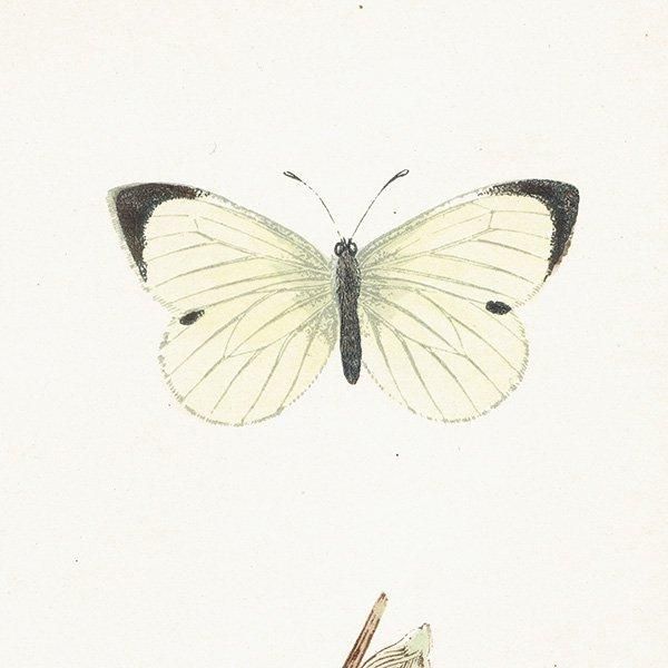 󥷥祦 LARGE WHITE ĳХե饤  ꥹ ƥ ǲ 1908ǯ 1010