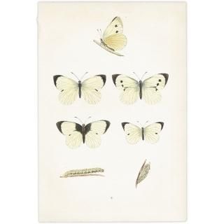 󥷥祦 LARGE WHITE ĳХե饤  ꥹ ƥ ǲ 1908ǯ 1010