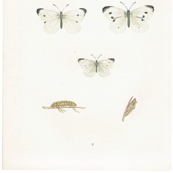 󥷥祦 SMALL WHITE ĳХե饤  ꥹ ƥ ǲ 1908ǯ 1011