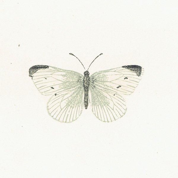 󥷥祦 SMALL WHITE ĳХե饤  ꥹ ƥ ǲ 1908ǯ 1011