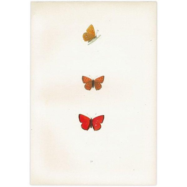 륬쥢٥˥ SCARCE COPPER ĳХե饤  ꥹ ƥ ǲ 1908ǯ 1006
