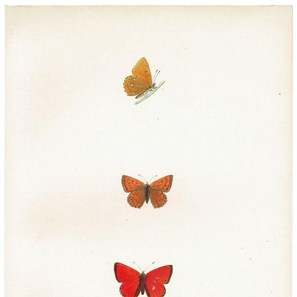 륬쥢٥˥ SCARCE COPPER ĳХե饤  ꥹ ƥ ǲ 1908ǯ 1006