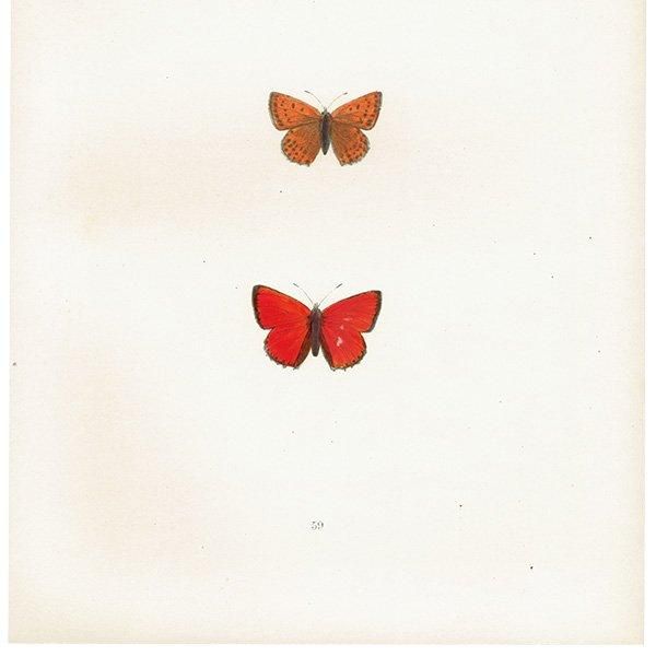 륬쥢٥˥ SCARCE COPPER ĳХե饤  ꥹ ƥ ǲ 1908ǯ 1006