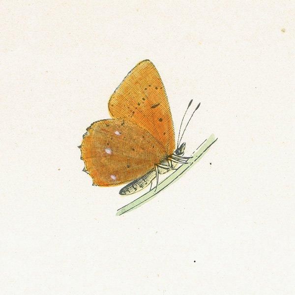 륬쥢٥˥ SCARCE COPPER ĳХե饤  ꥹ ƥ ǲ 1908ǯ 1006