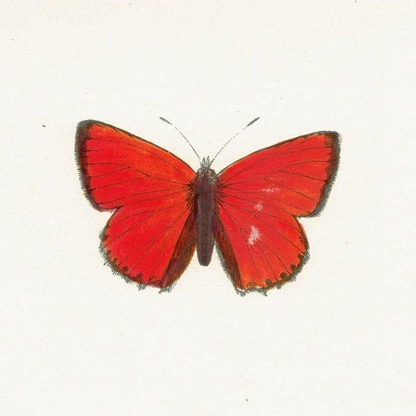 륬쥢٥˥ SCARCE COPPER ĳХե饤  ꥹ ƥ ǲ 1908ǯ 1006