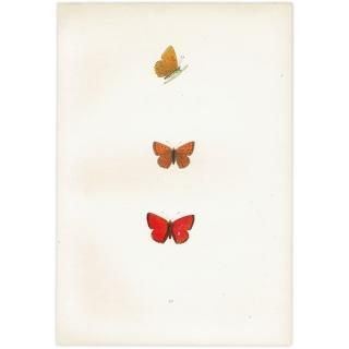 륬쥢٥˥ SCARCE COPPER ĳХե饤  ꥹ ƥ ǲ 1908ǯ 1006