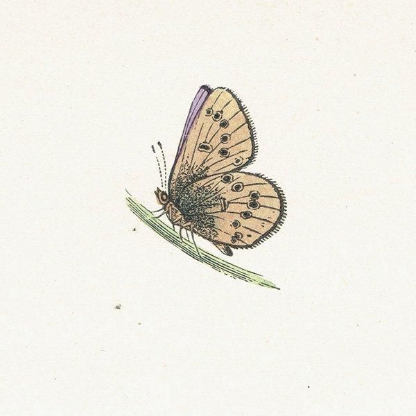 ߥ륰 MAZARINE BLUE ĳХե饤  ꥹ ƥ ǲ 1908ǯ 1008