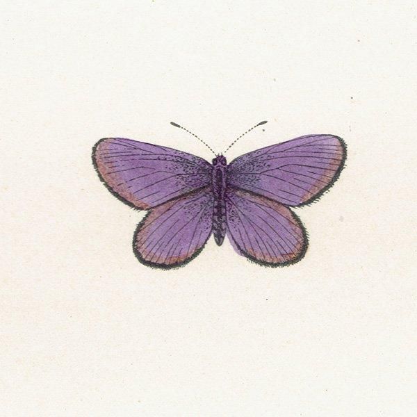ߥ륰 MAZARINE BLUE ĳХե饤  ꥹ ƥ ǲ 1908ǯ 1008