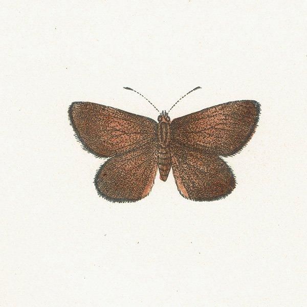 ߥ륰 MAZARINE BLUE ĳХե饤  ꥹ ƥ ǲ 1908ǯ 1008