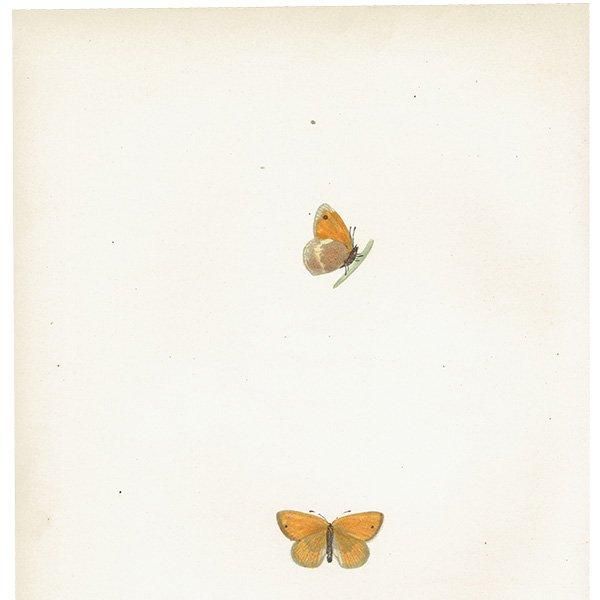 Υ祦 LEAST MEADOW BROWN ĳХե饤  ꥹ ƥ ǲ 1908ǯ 1012