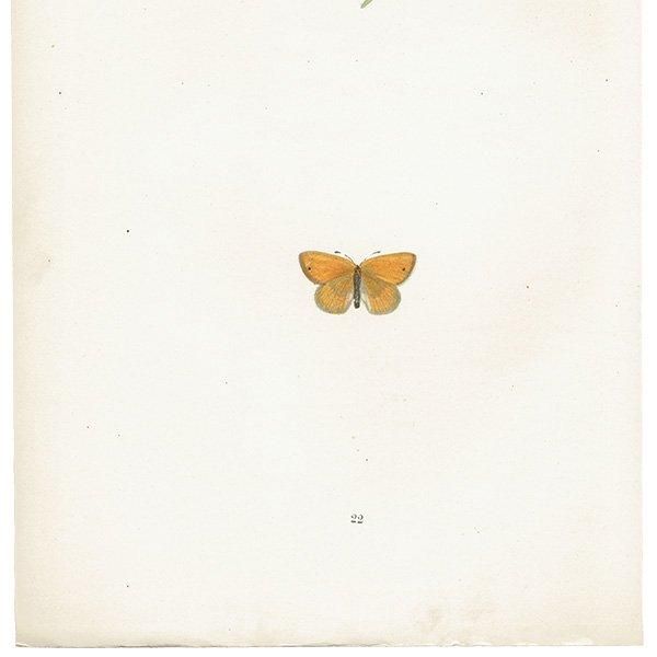 Υ祦 LEAST MEADOW BROWN ĳХե饤  ꥹ ƥ ǲ 1908ǯ 1012