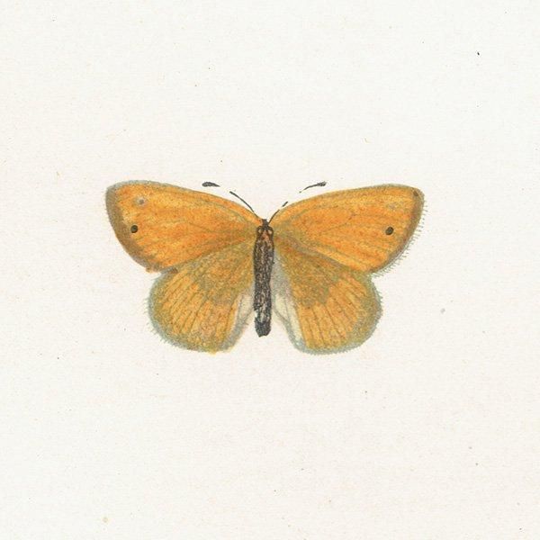 Υ祦 LEAST MEADOW BROWN ĳХե饤  ꥹ ƥ ǲ 1908ǯ 1012