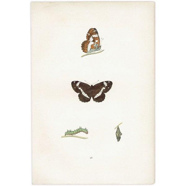 󥸥祦 WHITE ADMIRAL ĳХե饤  ꥹ ƥ ǲ 1908ǯ 1040