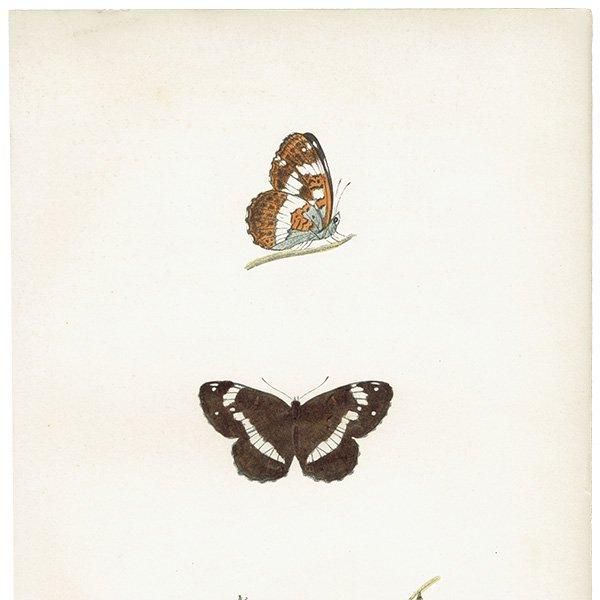 󥸥祦 WHITE ADMIRAL ĳХե饤  ꥹ ƥ ǲ 1908ǯ 1040