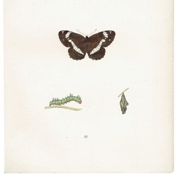 󥸥祦 WHITE ADMIRAL ĳХե饤  ꥹ ƥ ǲ 1908ǯ 1040
