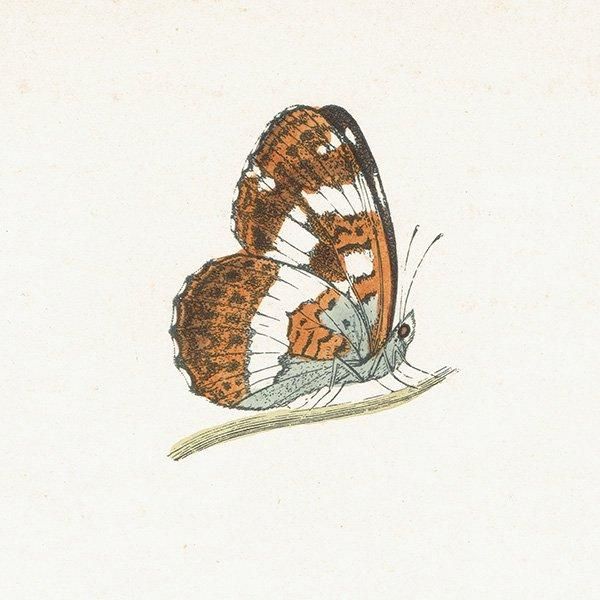 󥸥祦 WHITE ADMIRAL ĳХե饤  ꥹ ƥ ǲ 1908ǯ 1040