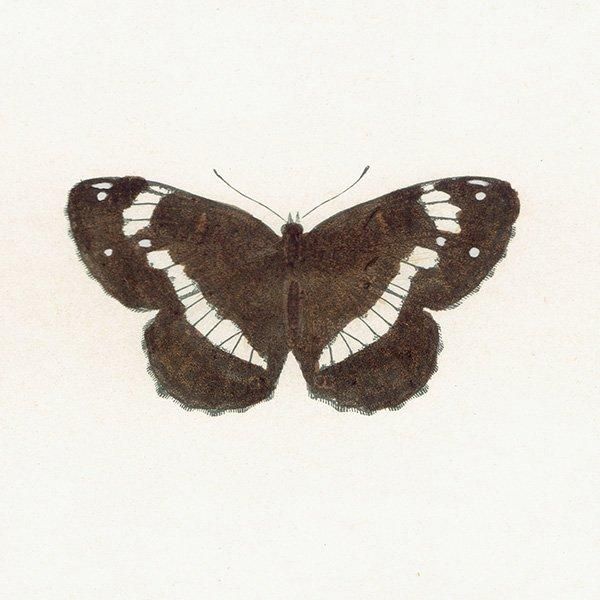 󥸥祦 WHITE ADMIRAL ĳХե饤  ꥹ ƥ ǲ 1908ǯ 1040