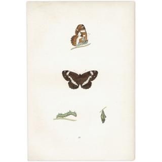󥸥祦 WHITE ADMIRAL ĳХե饤  ꥹ ƥ ǲ 1908ǯ 1040