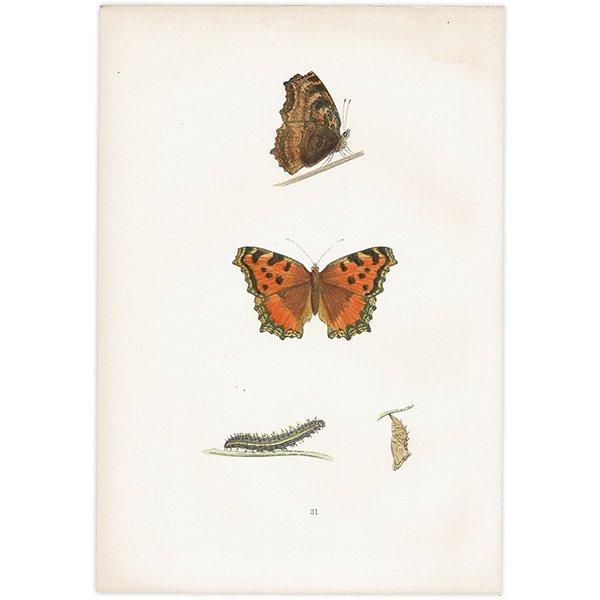 ҥɥ祦 LARGE TORTOISE-SHELL ĳХե饤  ꥹ ƥ ǲ 1908ǯ 1041
