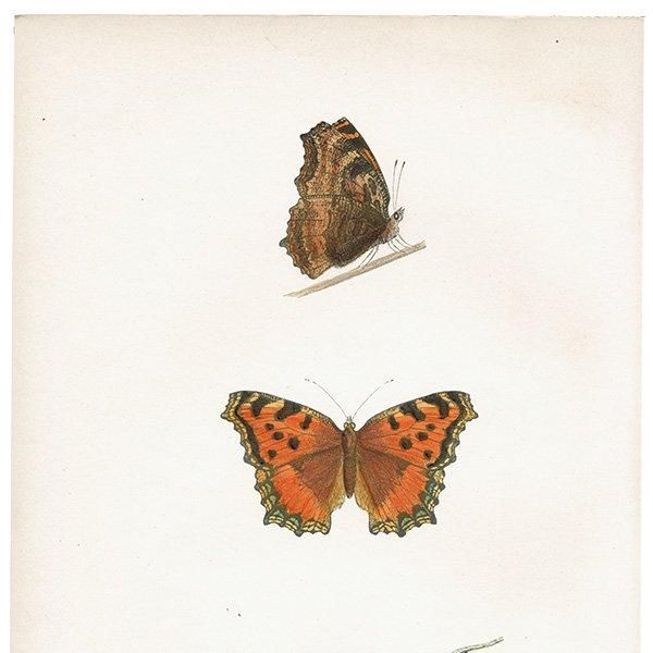 ҥɥ祦 LARGE TORTOISE-SHELL ĳХե饤  ꥹ ƥ ǲ 1908ǯ 1041