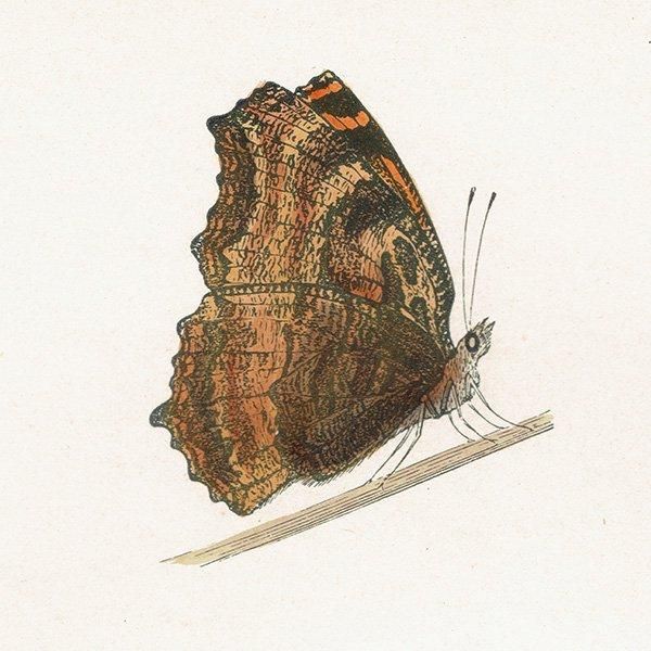 ҥɥ祦 LARGE TORTOISE-SHELL ĳХե饤  ꥹ ƥ ǲ 1908ǯ 1041