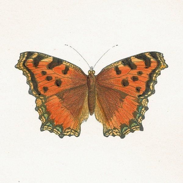 ҥɥ祦 LARGE TORTOISE-SHELL ĳХե饤  ꥹ ƥ ǲ 1908ǯ 1041