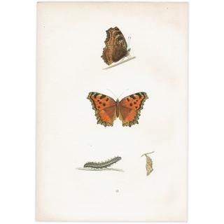 ҥɥ祦 LARGE TORTOISE-SHELL ĳХե饤  ꥹ ƥ ǲ 1908ǯ 1041