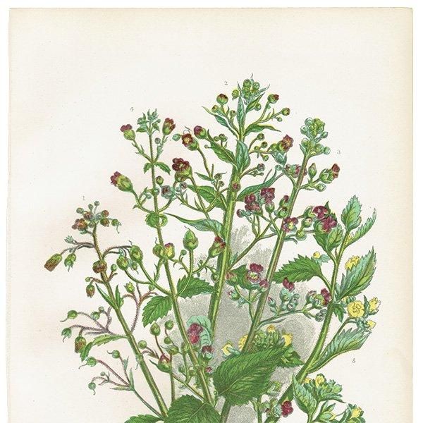 ܥ˥륢 襦ޥΥϥʤɤΥޥΥϥ° ʪ 1899ǯ 󡦥ץåȡAnne Pratt˥ꥹ ƥ  1033