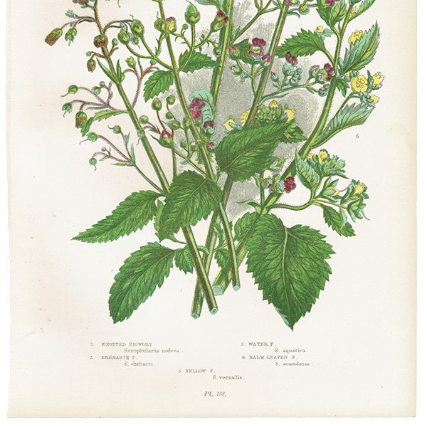 ボタニカルアート セイヨウゴマノハグサなどのゴマノハグサ属 植物画 1899年 アン・プラット（Anne Pratt）