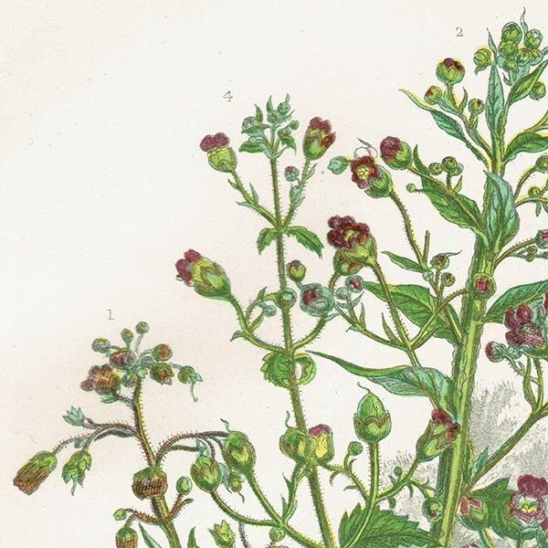 ܥ˥륢 襦ޥΥϥʤɤΥޥΥϥ° ʪ 1899ǯ 󡦥ץåȡAnne Pratt˥ꥹ ƥ  1033
