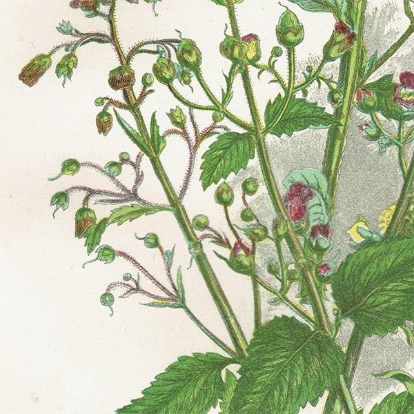 ܥ˥륢 襦ޥΥϥʤɤΥޥΥϥ° ʪ 1899ǯ 󡦥ץåȡAnne Pratt˥ꥹ ƥ  1033