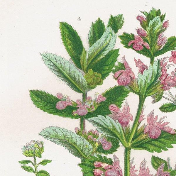 1900年代初期 イギリスの希少なアンティーク植物図鑑 花の図鑑 本