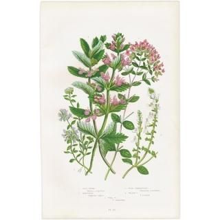 ܥ˥륢 襦奤֥㥳쥬ʤ ʪ 1899ǯ 󡦥ץåȡAnne Pratt˥ꥹ ƥ  1034
