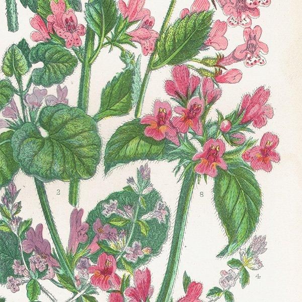 ܥ˥륢 åȥߥȡɥӡߥȤʤ ʪ 1899ǯ 󡦥ץåȡAnne Pratt˥ꥹ ƥ  1035