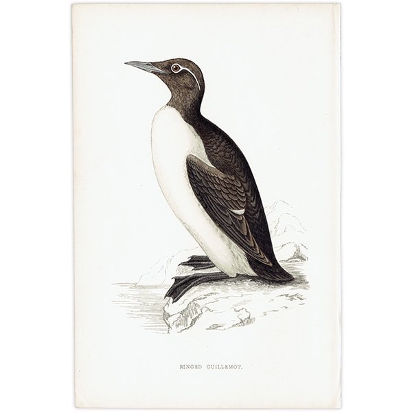 RINGED GUILLEMOT ߥХ 1850ǯ ꥹ ƥץ ʪ  (A history of British birds)  0156