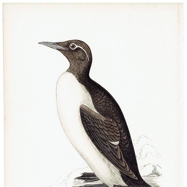 RINGED GUILLEMOT ߥХ 1850ǯ ꥹ ƥץ ʪ  (A history of British birds)  0156